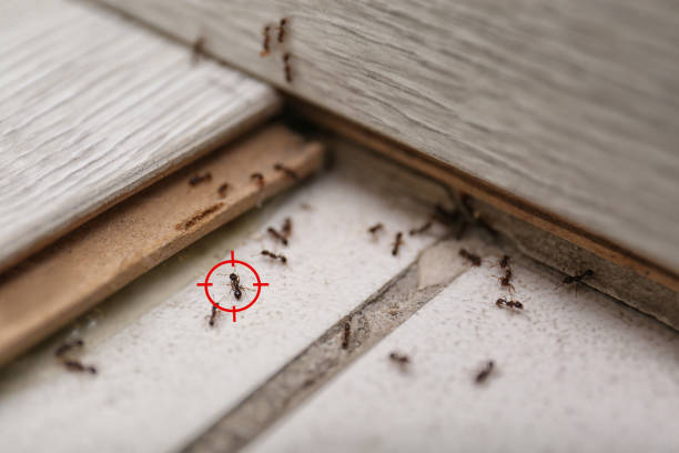 Best Ant Control Services  in Ormond Beach, FL