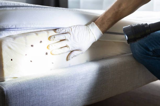 Best Termite Control Services  in Ormond Beach, FL